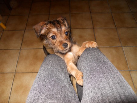 Voici mon chien quand il avait 3 mois (2010)